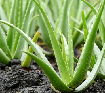 Aloe vera