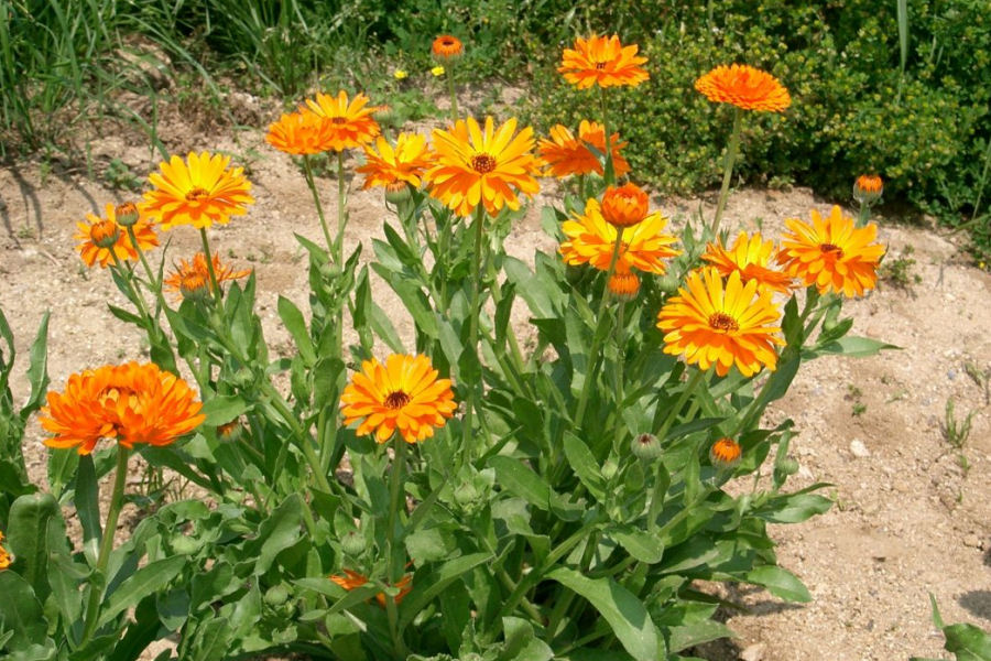 Calendula