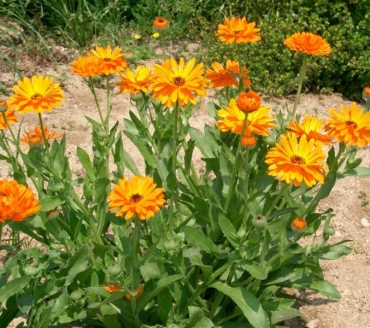 Calendula