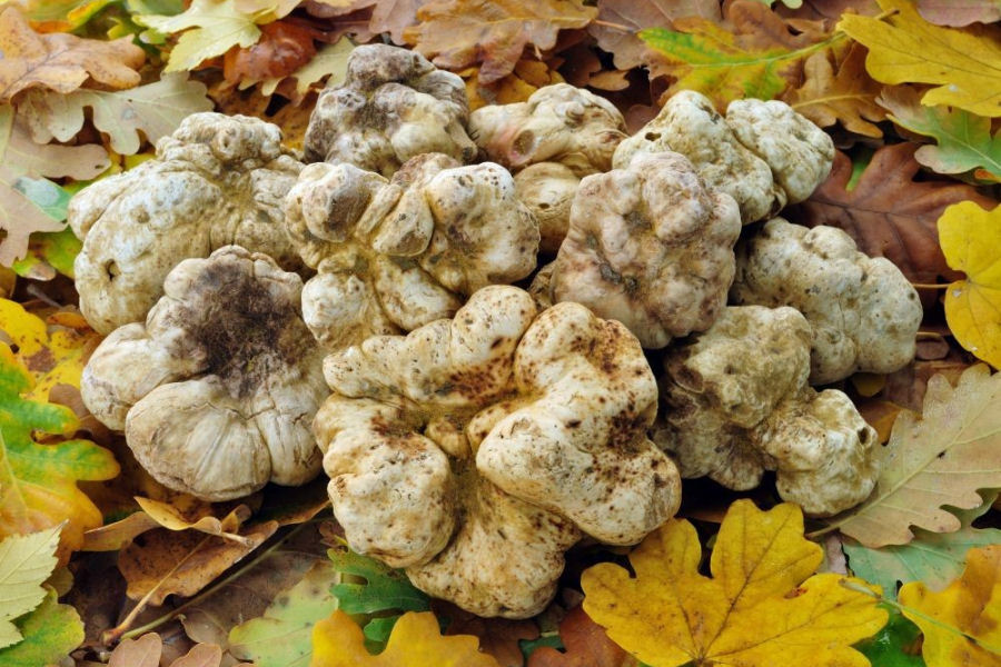 Estratto di Tartufo bianco